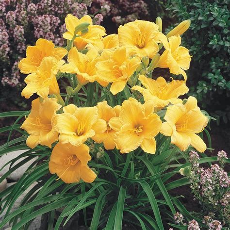 stella f dior|stella d'oro lily perennial plant.